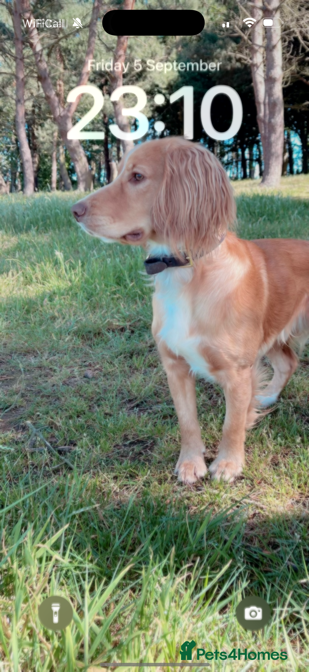 Cocker Spaniel dogs for stud: Working Gun Dog Stud  - Advert 13