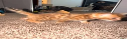 Bengal cats for sale: Stunning bengals for sell, 3 Males, 1 Female - Advert 18