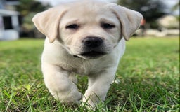 Labrador Retriever dogs for sale: Labrador Retriever Puppies For Sale. - Image 7