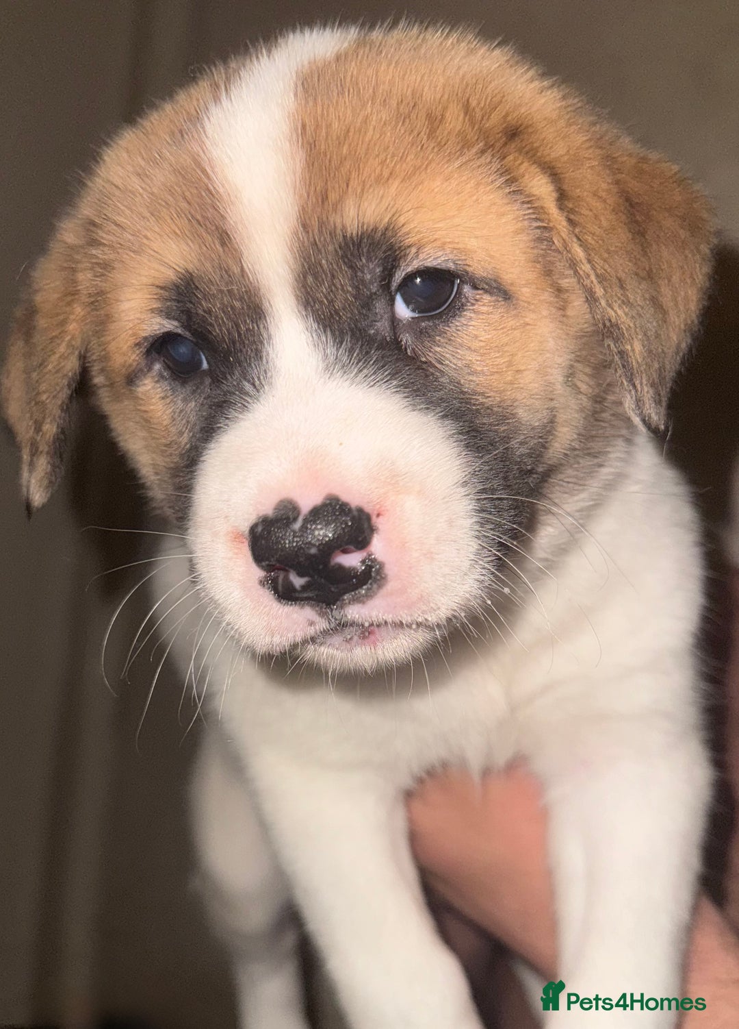 Mixed Breed dogs for sale: Akita Mix with Staffordshire Bull Terrier - Image 4