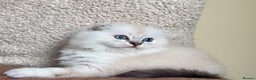 Scottish Fold cats for sale: 🌟🌟🌟🌟🌟Pedigree Scottish Fold Kittens - Advert 5