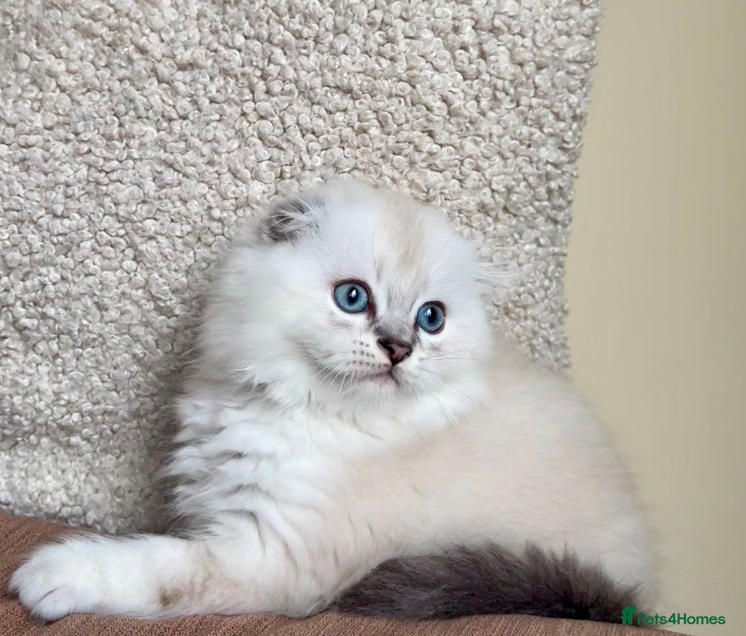 Scottish Fold cats for sale: 🌟🌟🌟🌟🌟Pedigree Scottish Fold Kittens - Advert 5
