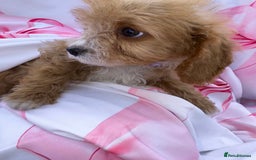 Cavapoo dogs for sale: 🐾💕💙STUNNING F1 CAVAPOOS 💙💕🐾 - Image 6