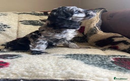 Cockapoo dogs for sale: 1st vac! Extensively health tested F1 cockerpoos   in Goole - Image 17