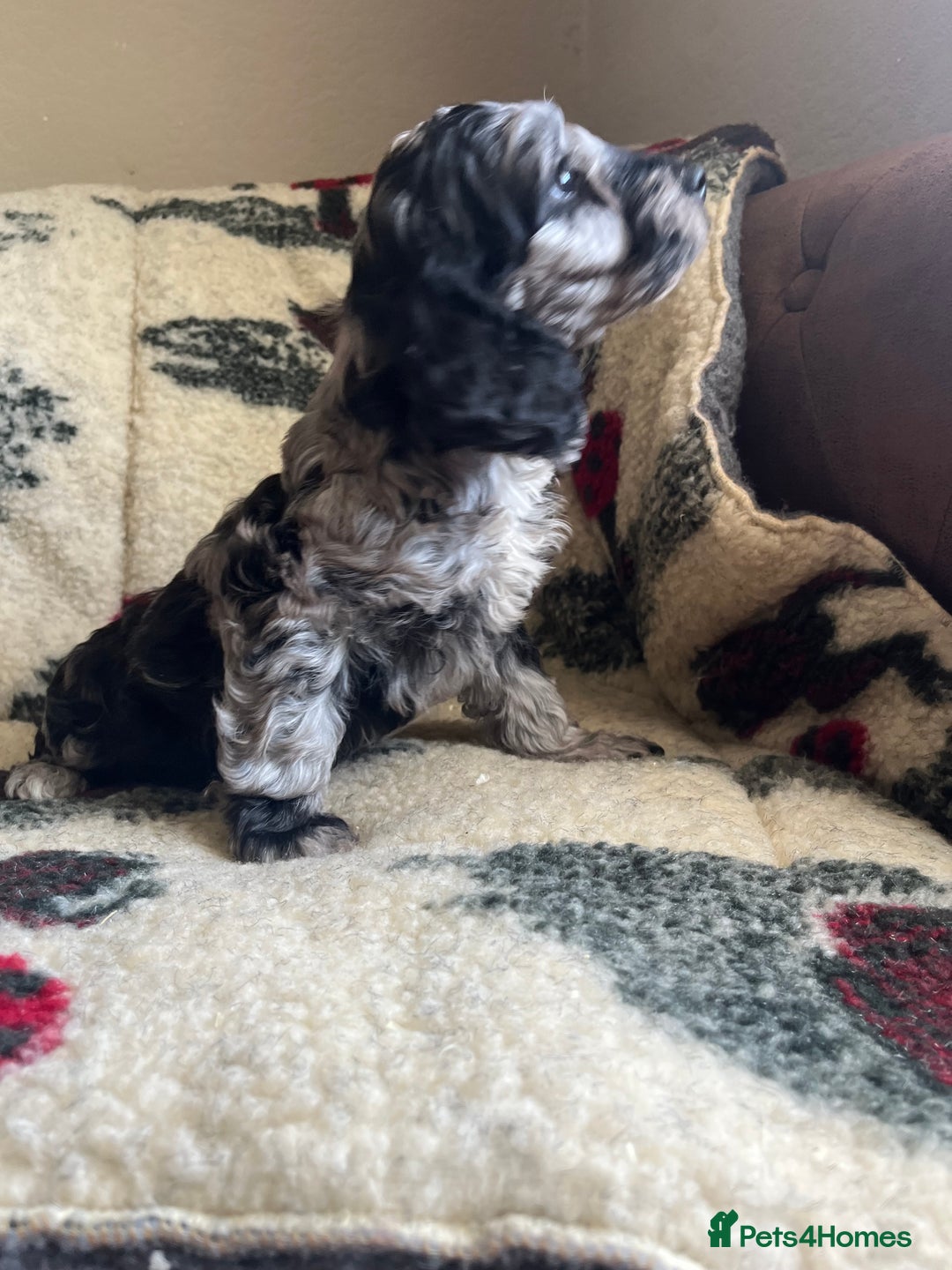 Cockapoo dogs for sale: 1st vac! Extensively health tested F1 cockerpoos   in Goole - Image 17