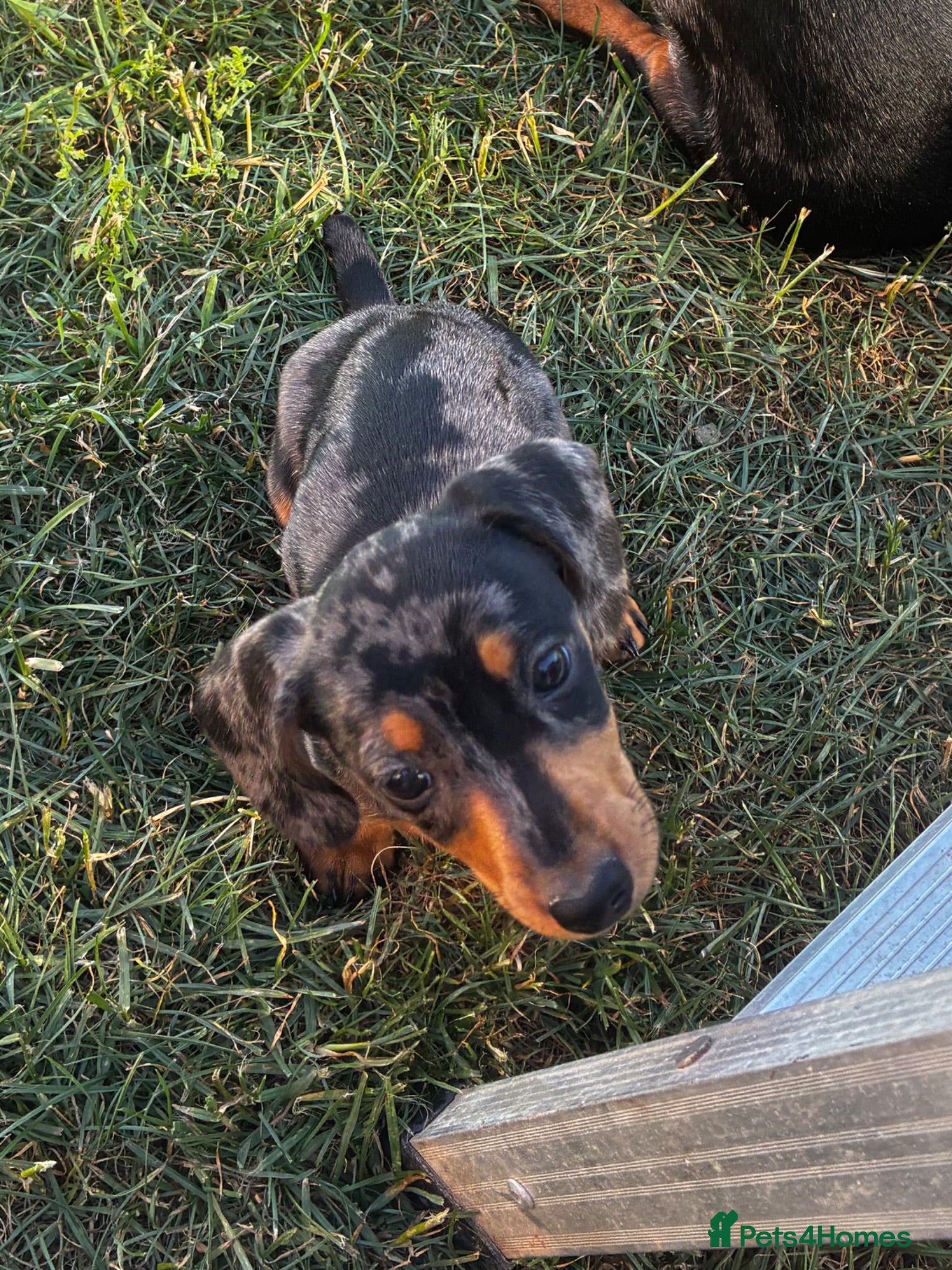 Miniature Dachshund dogs Gorgeous Dachshund Pups - Advert 4