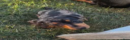 Miniature Dachshund dogs for sale: Gorgeous Dachshund Pups in Aylesbury - Advert 1
