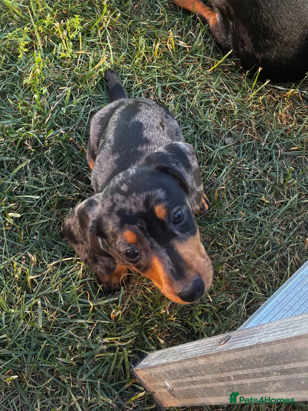 Miniature Dachshund dogs for sale: Gorgeous Dachshund Pups in Aylesbury - Advert 1