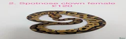 Python Snake reptiles for sale: Various baby royals looking for new postcodes. - Advert 3