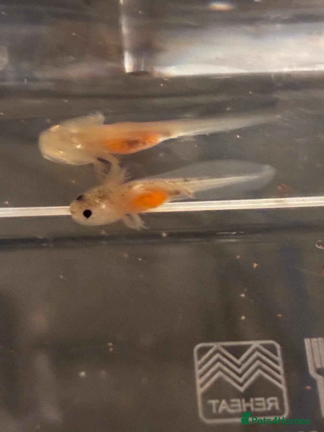 Axolotl reptiles for sale: Baby axolotls  - Advert 4