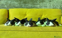 Dutch rabbits for sale: lovely litter of Dutch rabbits  - Image 2