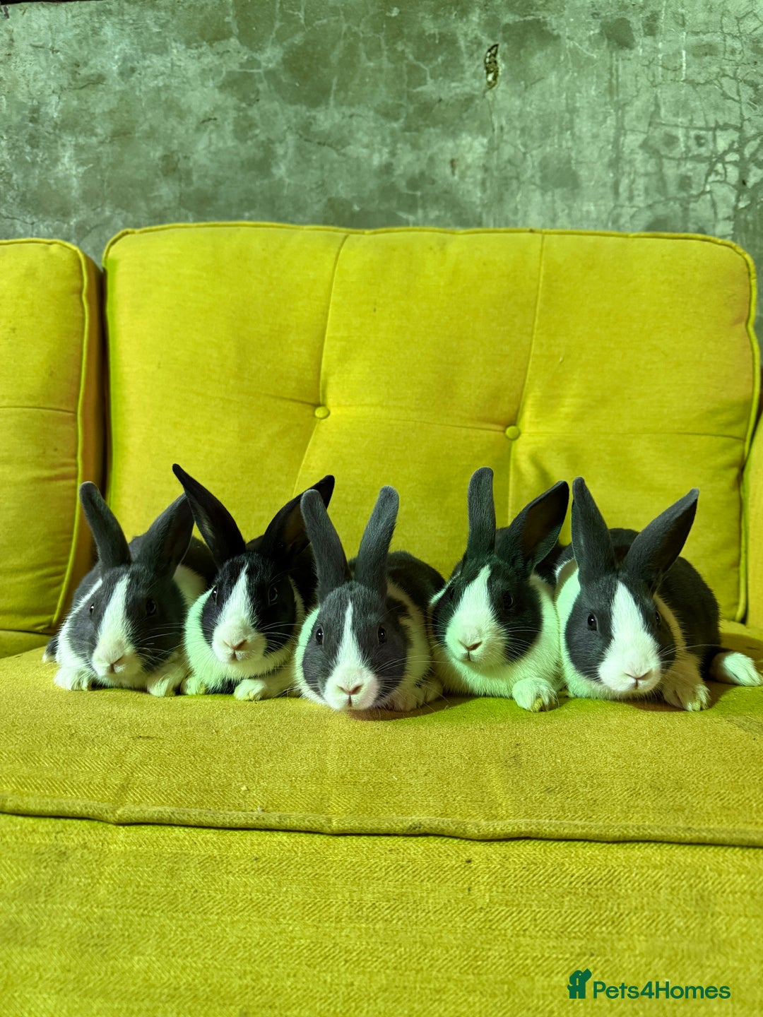 Dutch rabbits for sale: lovely litter of Dutch rabbits  - Image 2