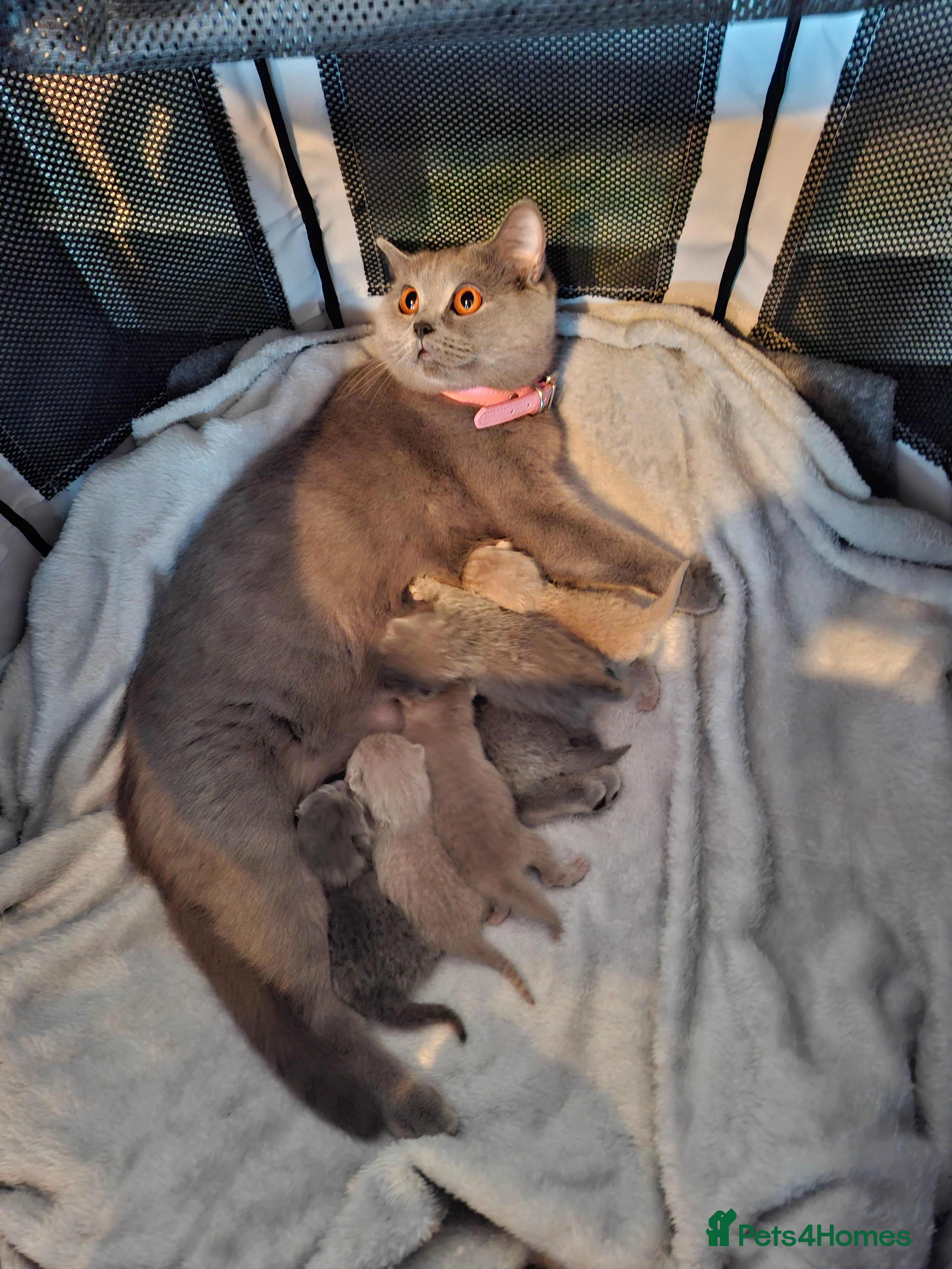 British Shorthair cats GCCF registered BSH kittens  - Advert 12