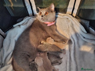 British Shorthair cats GCCF registered BSH kittens - Advert 12
