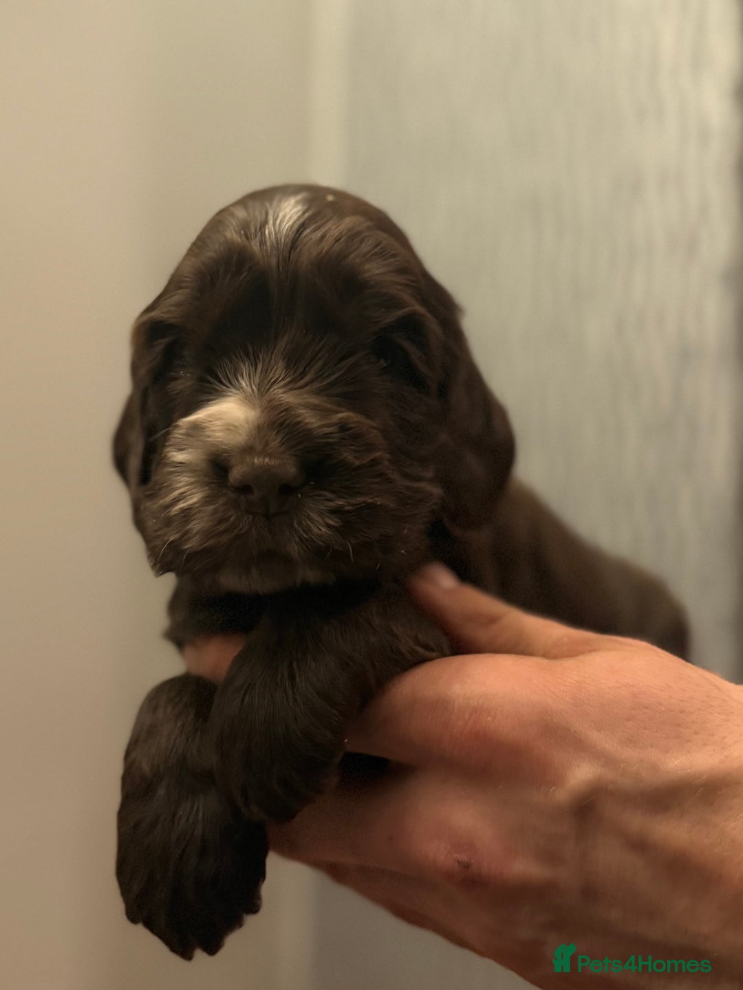 Cocker Spaniel dogs for sale: True to type Show Cocker Spaniels - KC reg parents - Advert 15