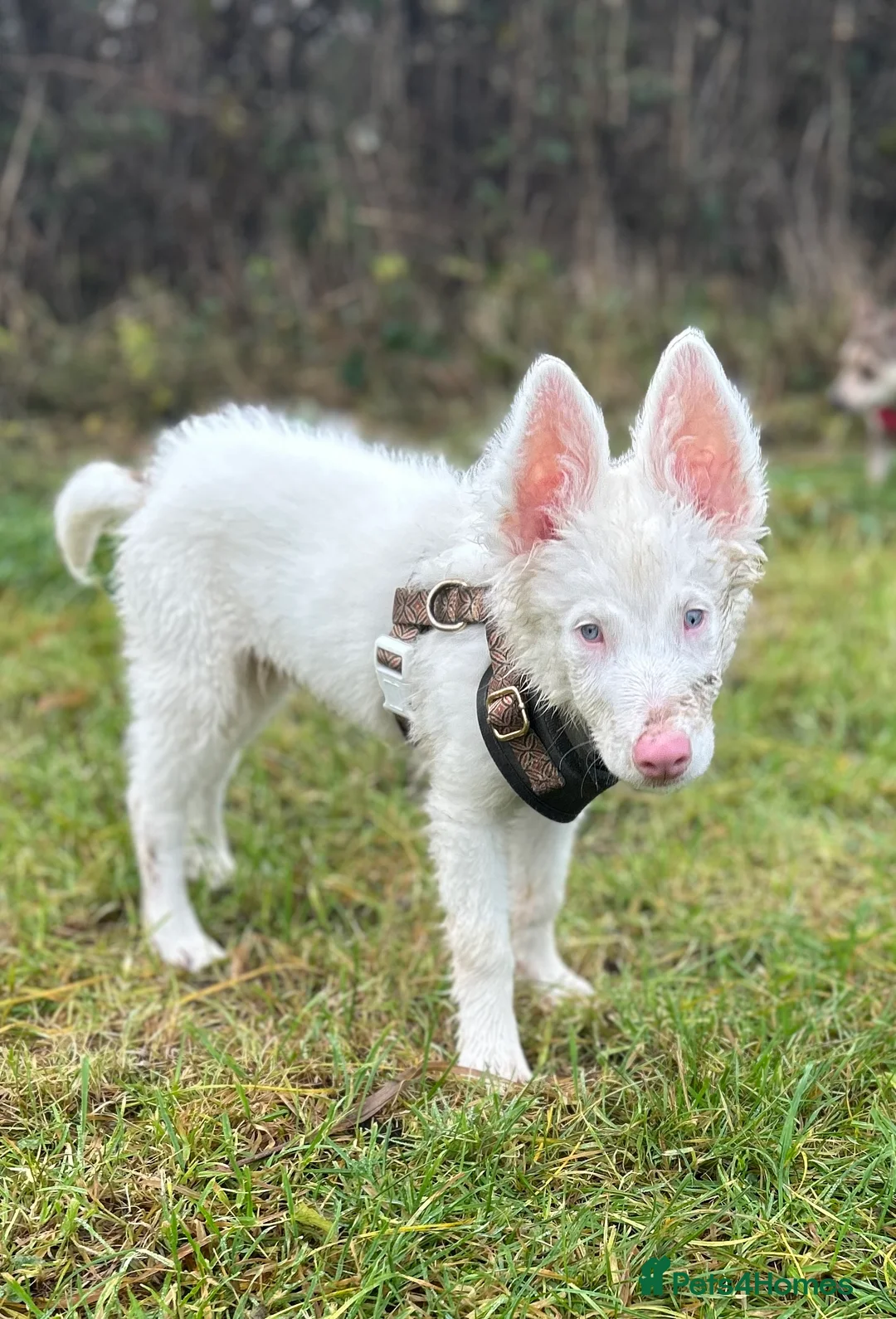 Mixed Breed dogs for sale: Blue  - Advert 6