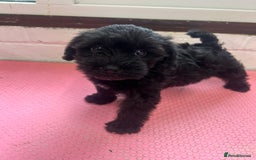 Mixed Breed dogs for sale: Miniature schnoodle girl ready to leave  - Image 2
