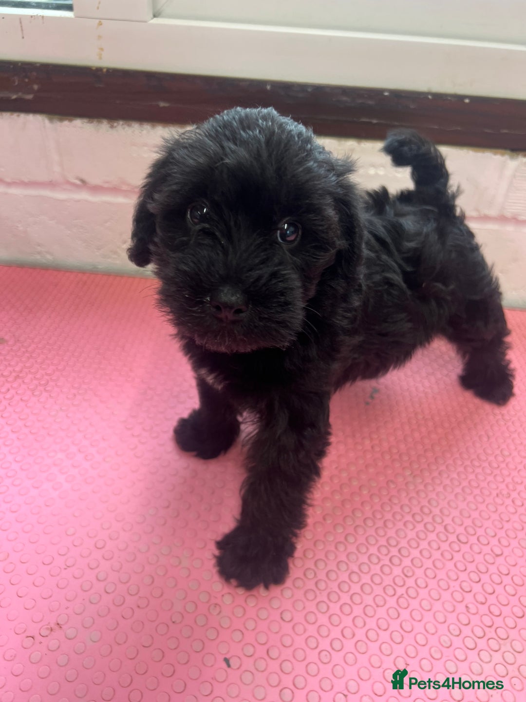 Mixed Breed dogs for sale: Miniature schnoodle girl ready to leave  - Image 2