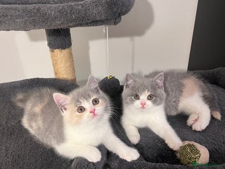 British Shorthair cats 💖Rare Colors British Shorthair Kittens💖 - Advert 13