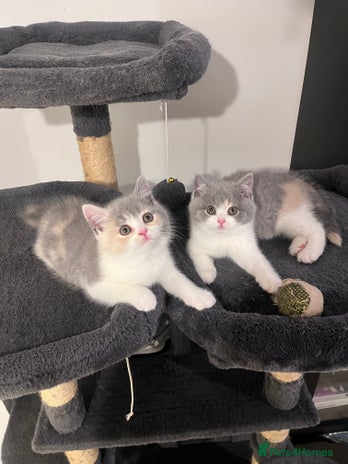 British Shorthair cats 💖Rare Colors British Shorthair Kittens💖 - Advert 1
