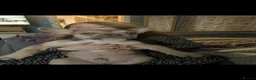 French Bulldog dogs for sale: Fawn French bulldog  - Advert 3