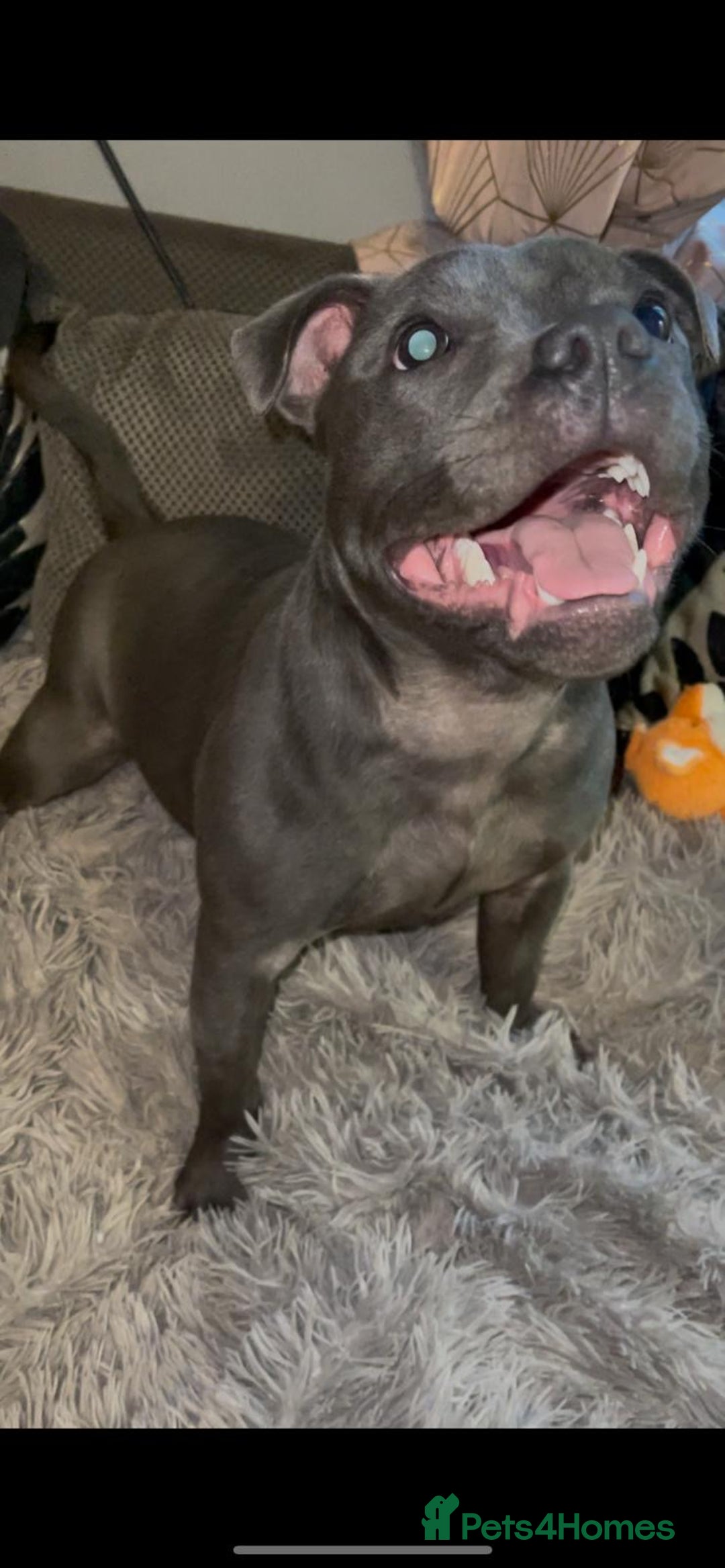 Staffordshire Bull Terrier dogs for sale: Beautiful solid blue staffy  - Advert 10