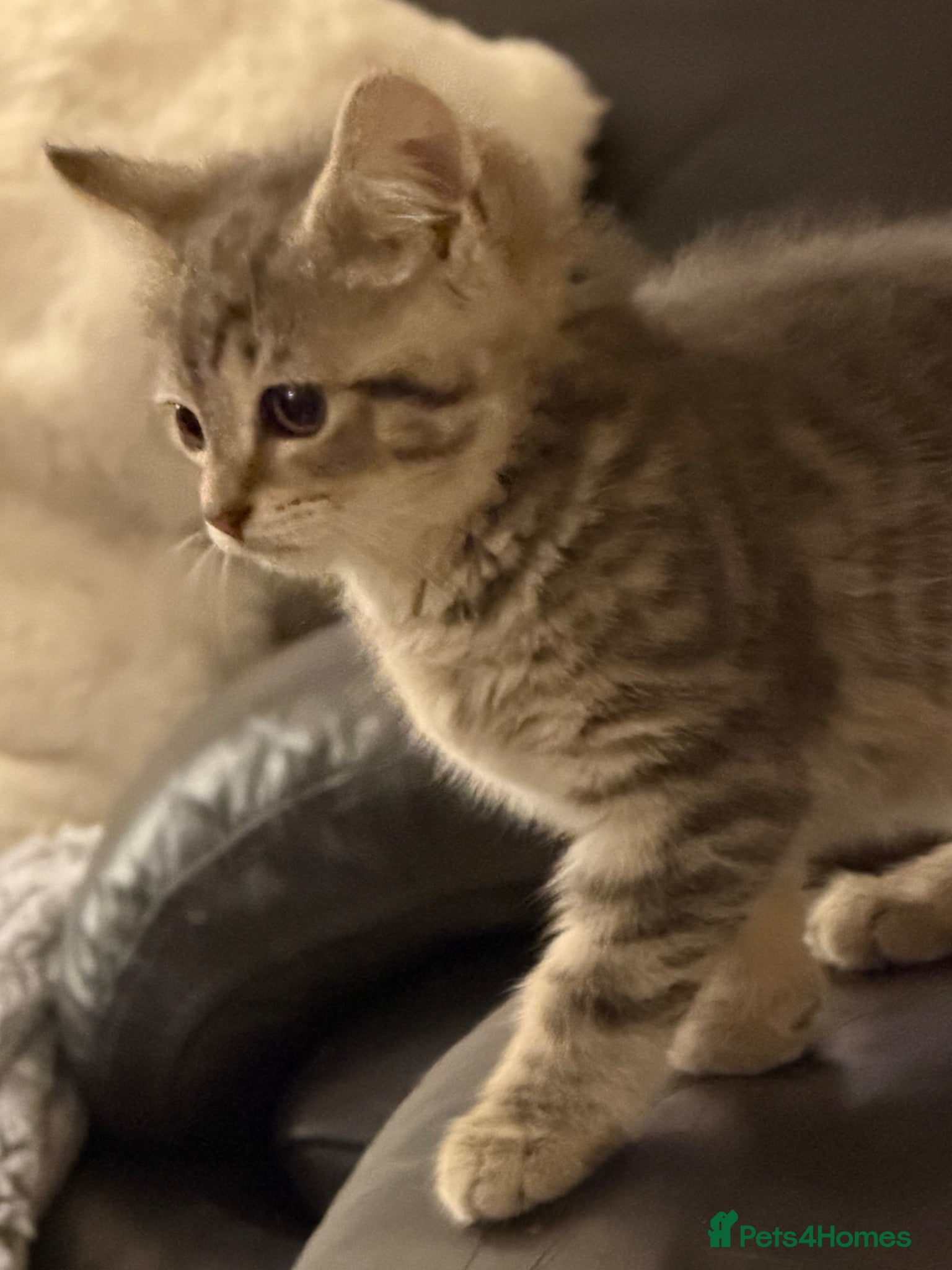 British Shorthair cats British short hair cross Bengal  - Advert 6