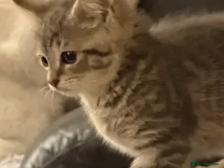 British Shorthair cats British short hair cross Bengal - Advert 6