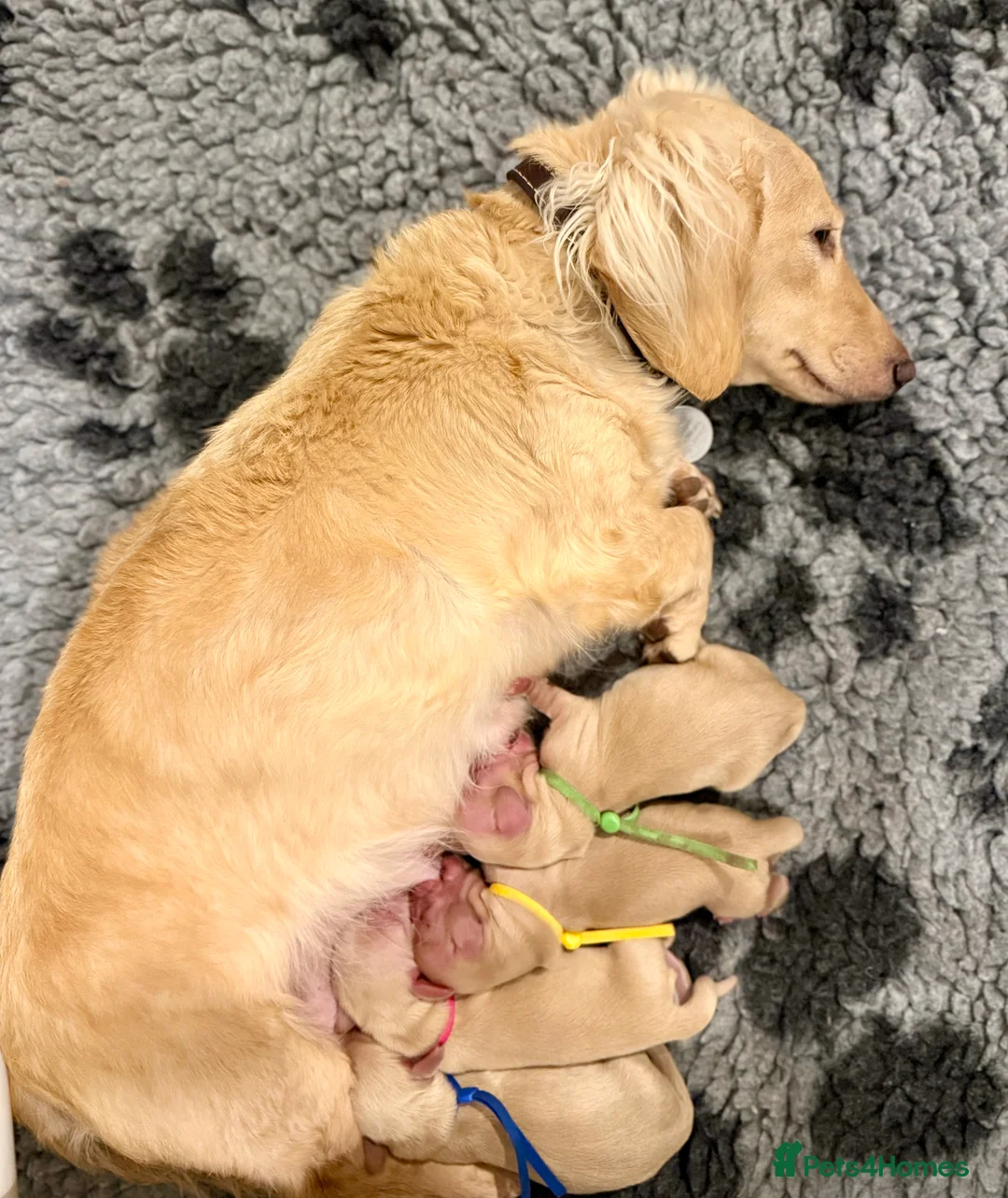 Miniature Dachshund dogs for sale: Beautiful miniature long haired cream dachshunds  - Advert 2