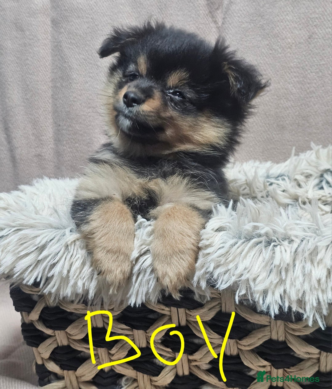Pomchi dogs for sale: Pomchi puppies  - Advert 2