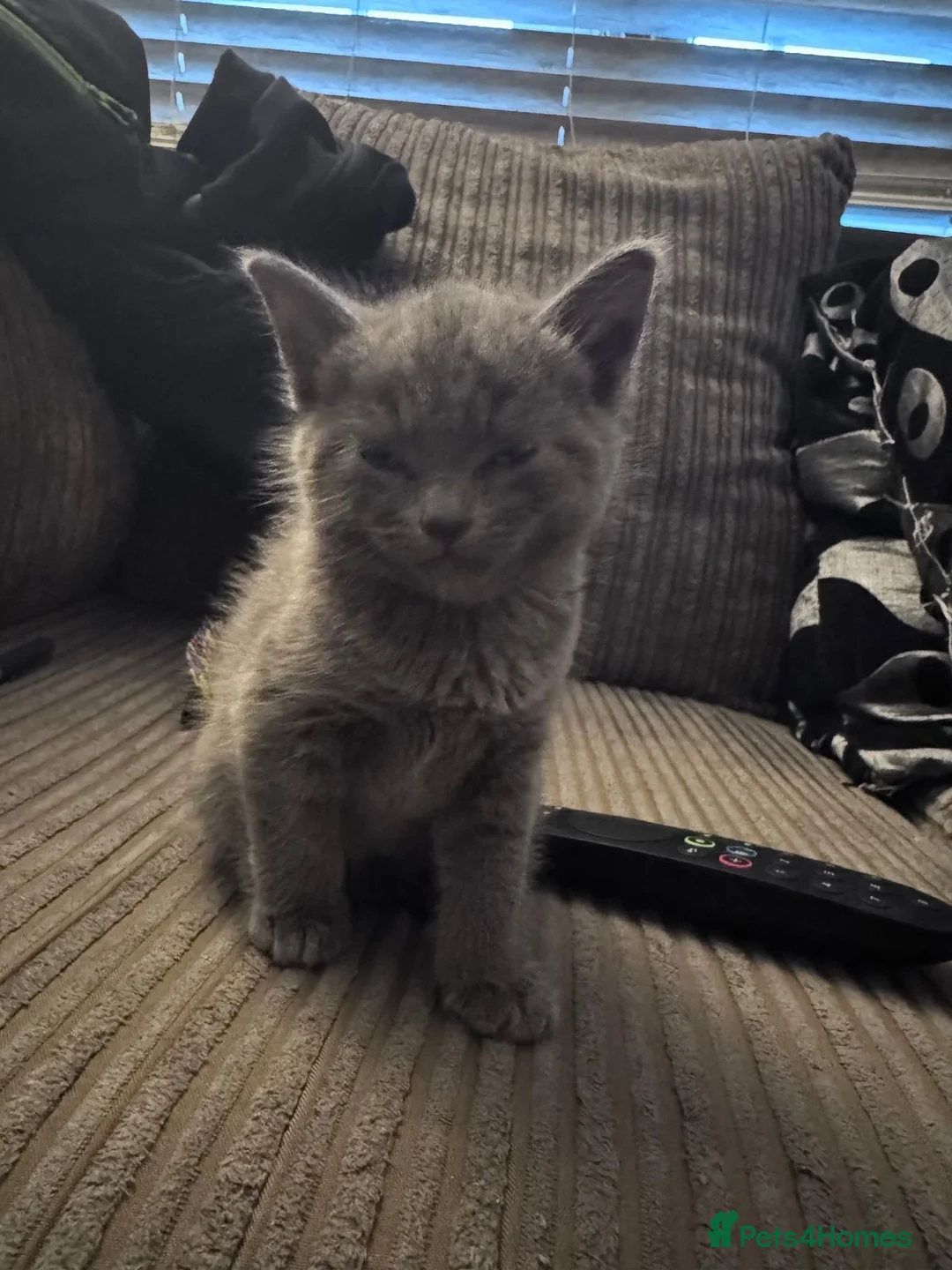 Mixed Breed cats for sale: Beautiful kittens - Advert 2