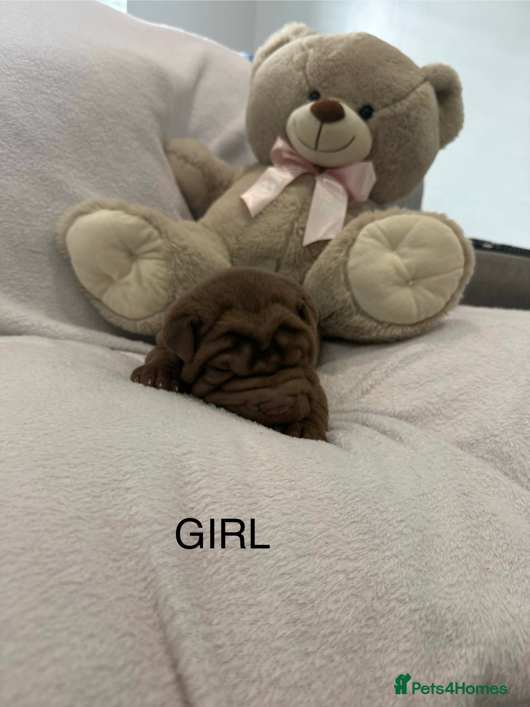 Shar Pei dogs for sale: 🔥 BEAUTIFUL SHARPEI PUPS 🔥  - Image 17