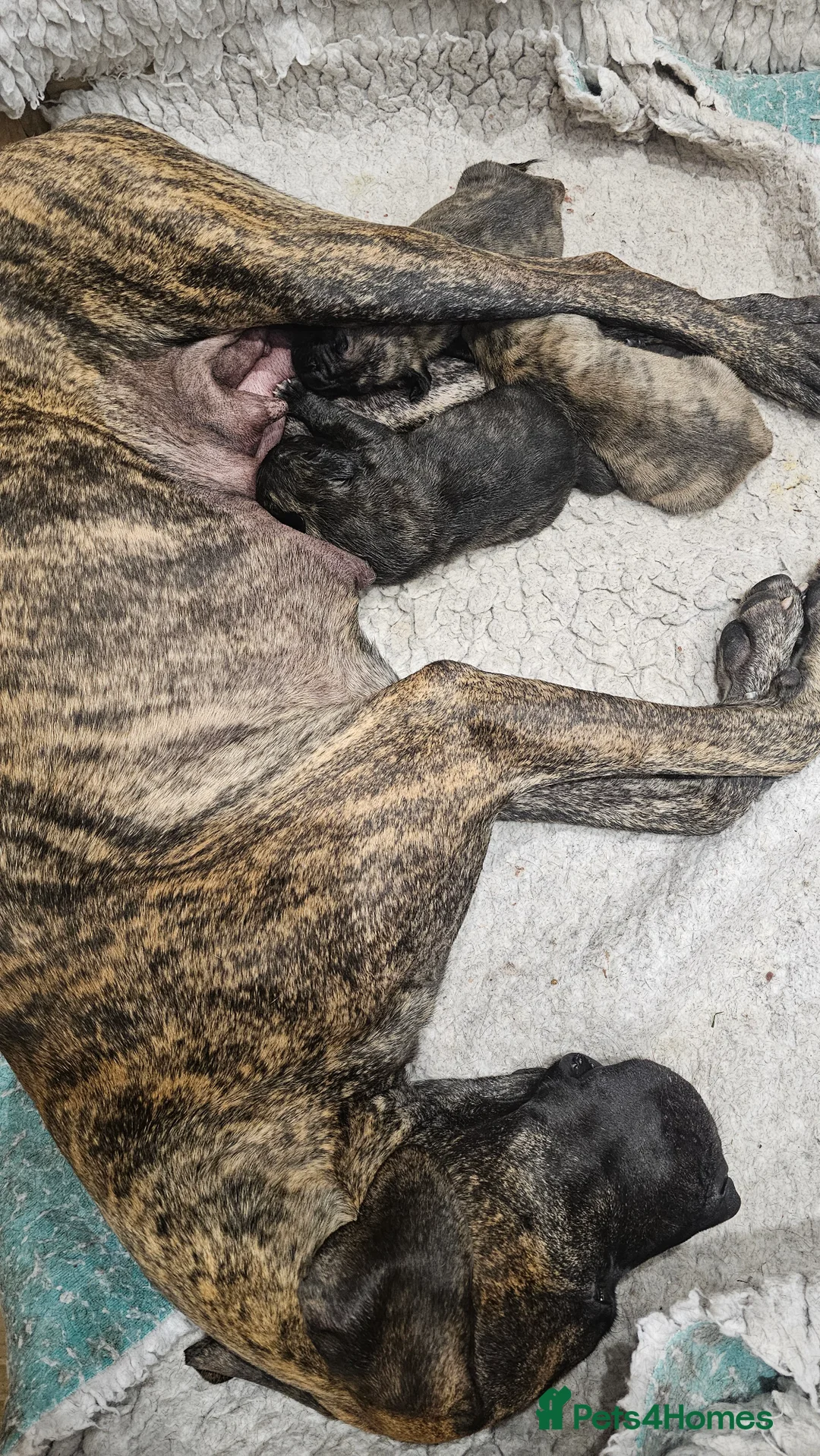 Great Dane dogs for sale: READY,FULLY VACC'D Stunning Brindle Great Dane Pup - Advert 13