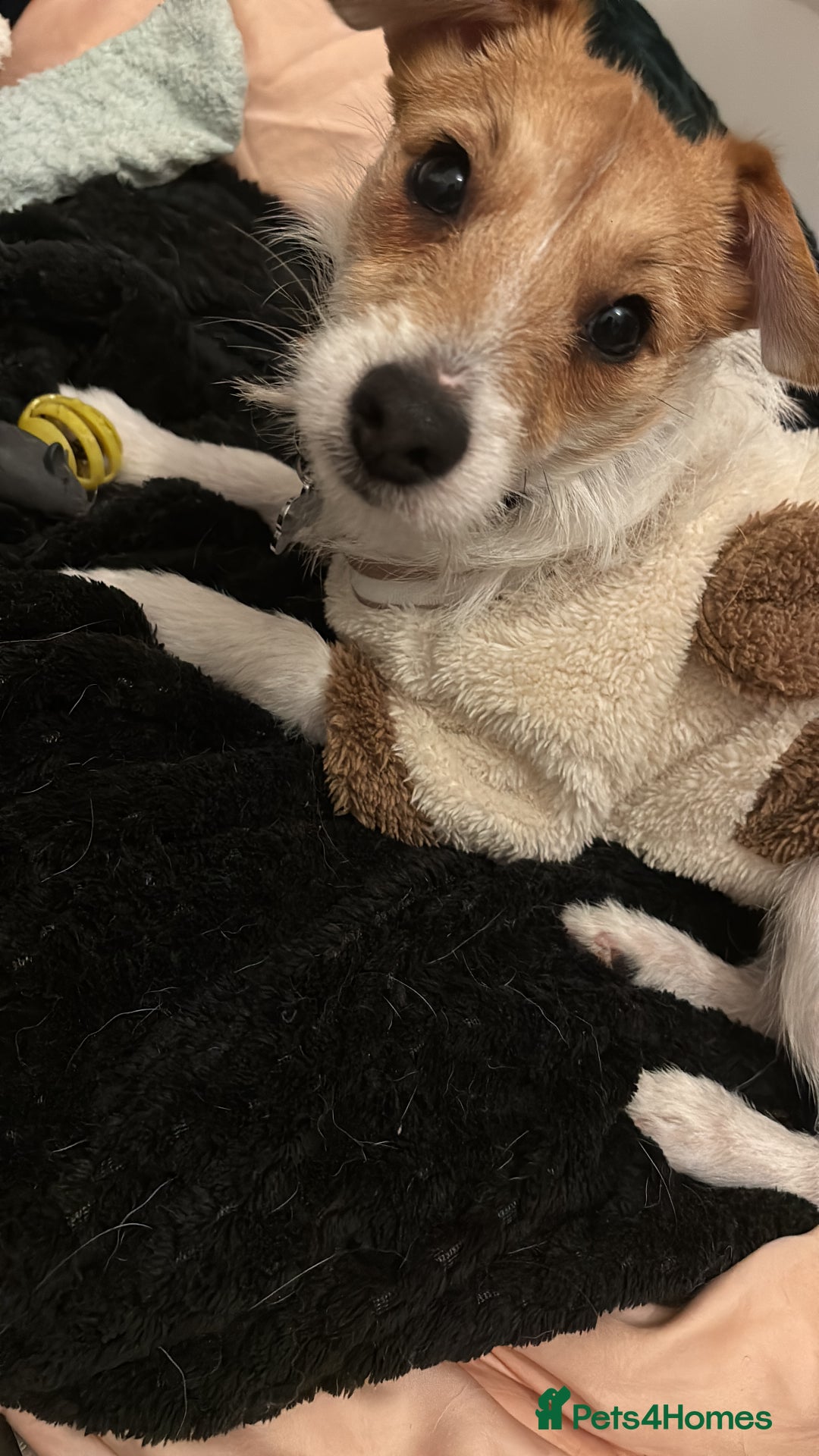 Parson Russell dogs for sale: Lily jack Russell  - Advert 4
