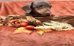 Miniature Dachshund dogs for sale: Miniature dachshund puppies  - Image 7