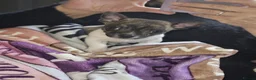 Mixed Breed dogs for sale: Gorgeous male chi x jack russel - Advert 5