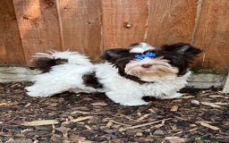Yorkshire Terrier dogs for sale: Tiny Boys !!! Pedigrees !!! in Coventry - Image 18