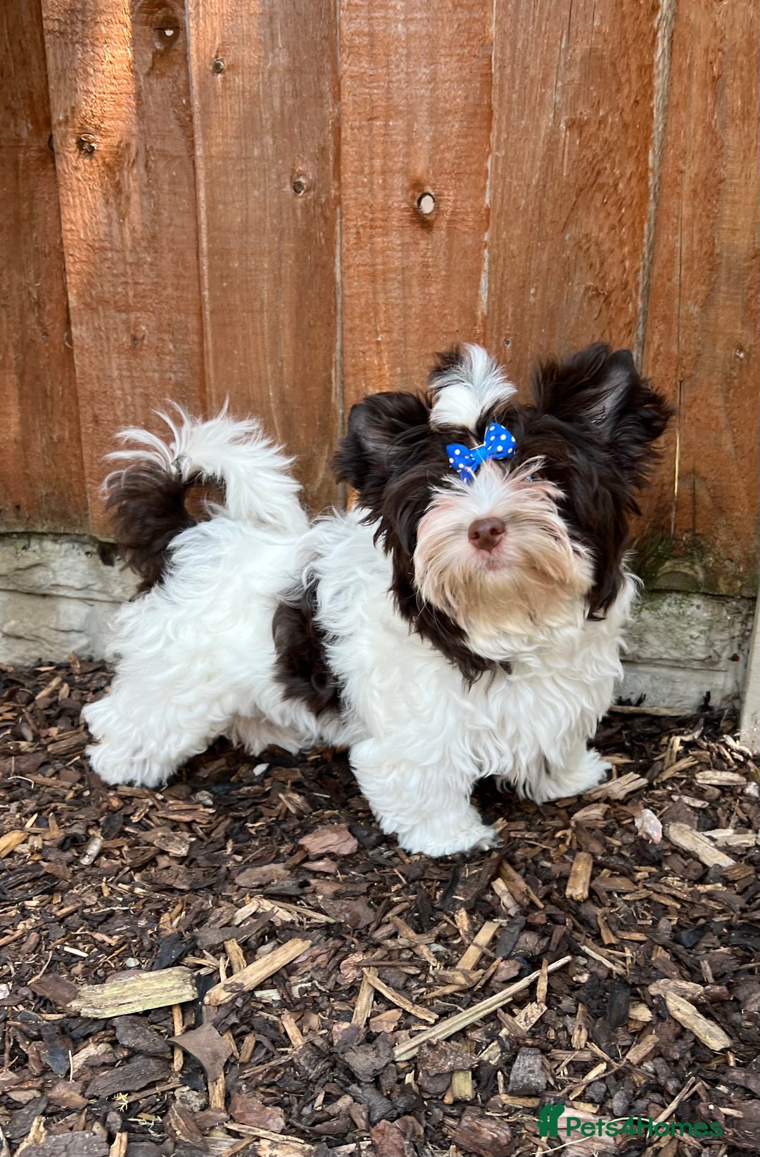 Yorkshire Terrier dogs for sale: Tiny Boys !!! Pedigrees !!! in Coventry - Image 18