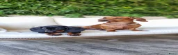 Dachshund dogs for sale: Adorable standard dachshunds with pedigree FCI - Advert 5