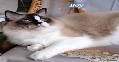 Ragdoll cats - Advert 1