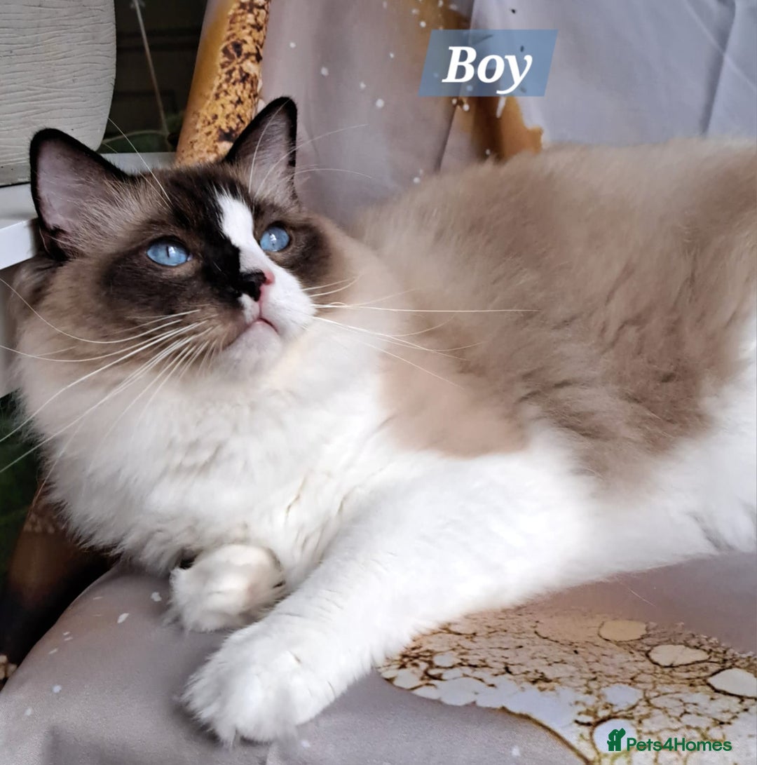 Ragdoll cats for sale: Exceptional bloodlines Ragdolls 💞💞 - Image 3