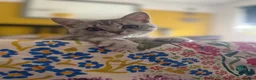 British Shorthair cats for sale: 🏆GCCF Rare Lilac Tabby  - Advert 19