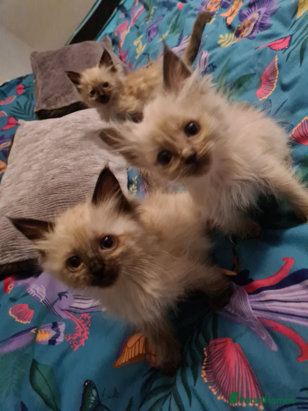Ragdoll cats for sale: Pure ragdolls kittens  - Image 7