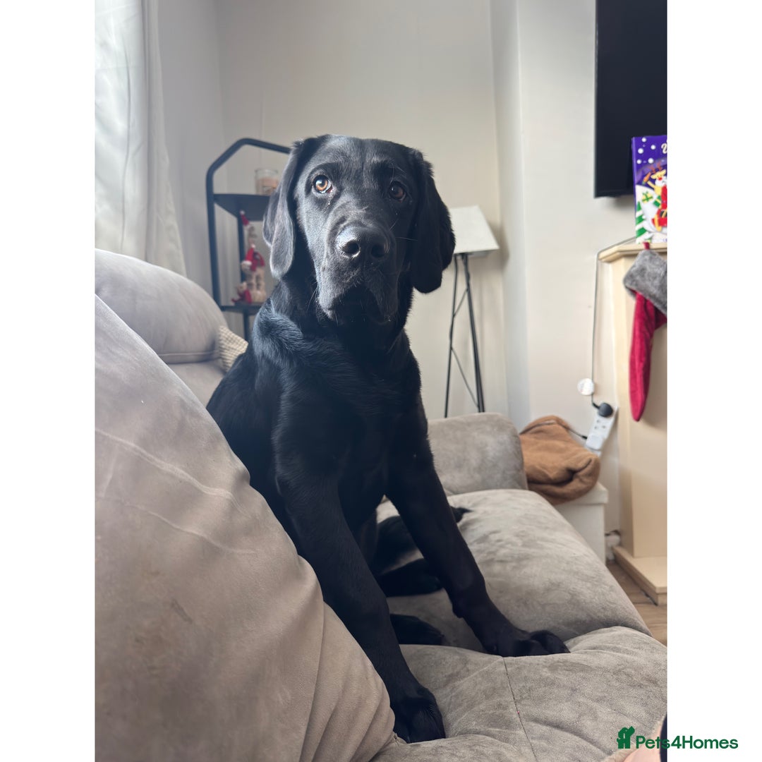 Labrador Retriever dogs for sale: 6 month old Labrador retriever - Advert 2
