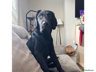 Labrador Retriever dogs 6 month old Labrador retriever - Advert 1