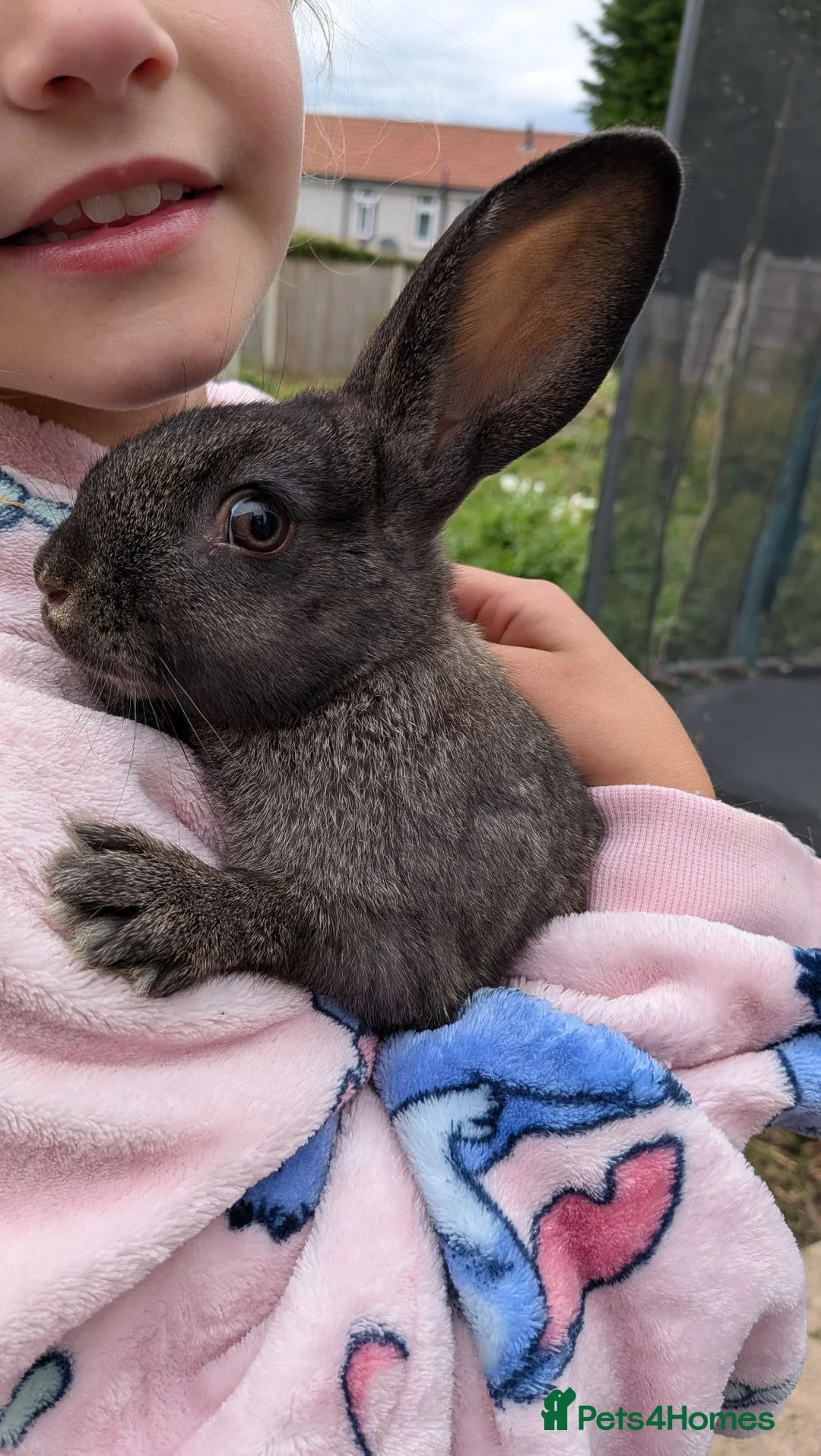 Mixed Breed rabbits for sale: Beautiful Juvenile Rabbit  - Advert 1