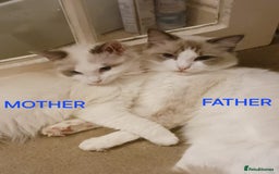 Ragdoll cats for sale: CUTE RAGDOLL KITTENS  - Image 16