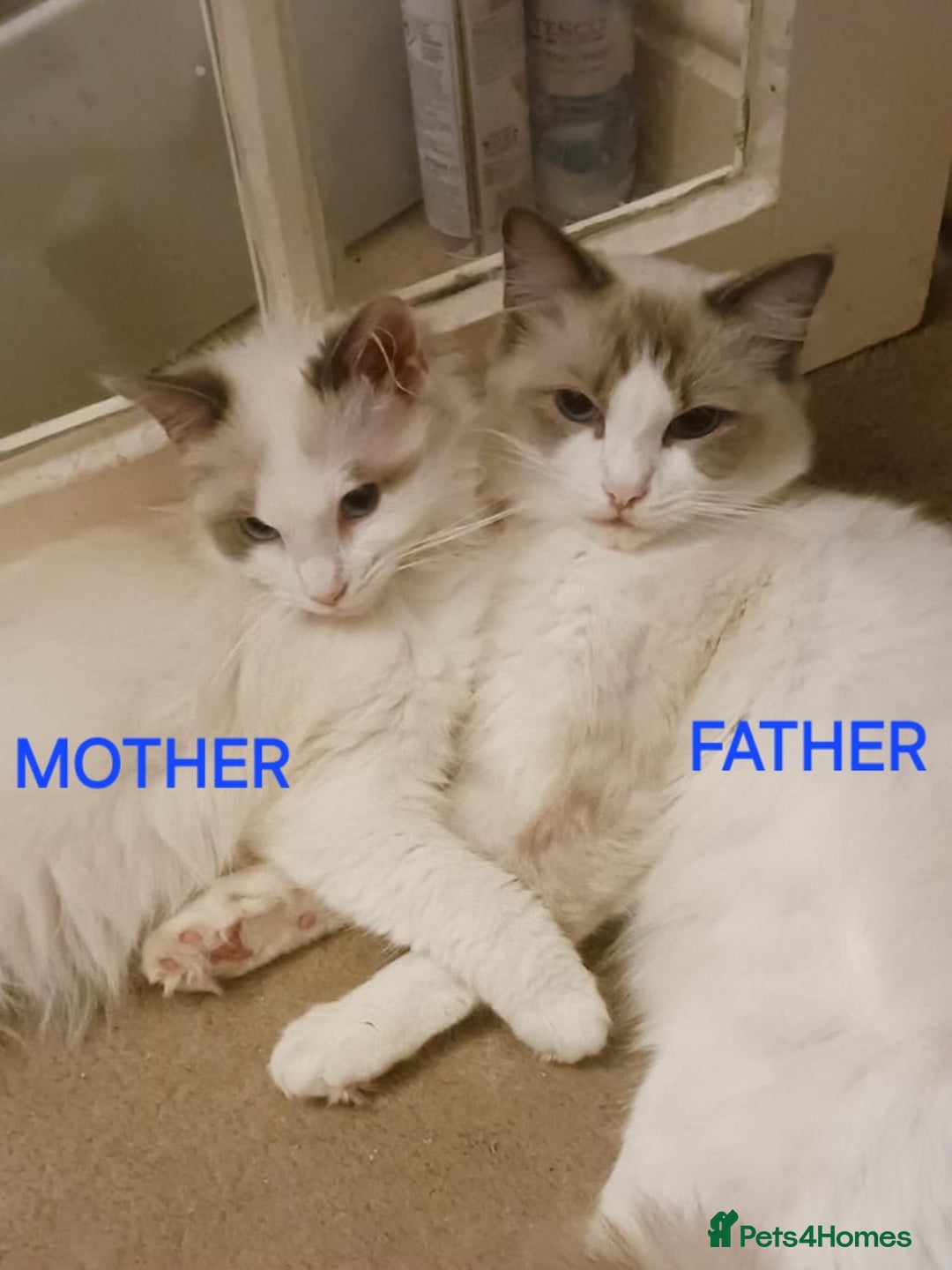 Ragdoll cats for sale: CUTE RAGDOLL KITTENS  - Image 16
