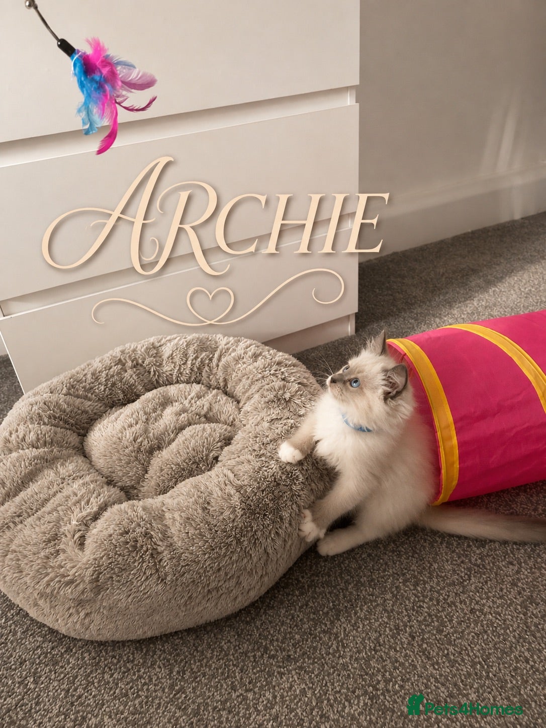 Ragdoll cats Ragdoll - Advert 7