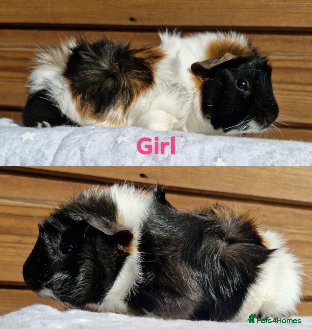 Guinea Pig rodents Baby guinea pigs - Boys & Girls Available - Advert 2